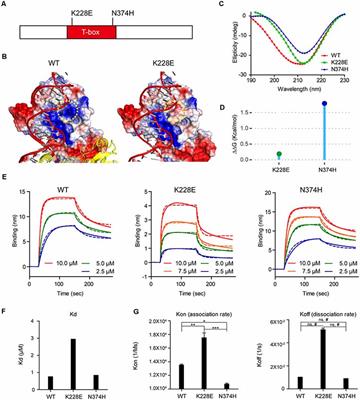 A TBR1-K228E Mutation Induces Tbr1 Upregulation, Altered Cortical Distribution of Interneurons, Increased Inhibitory Synaptic Transmission, and Autistic-Like Behavioral Deficits in Mice